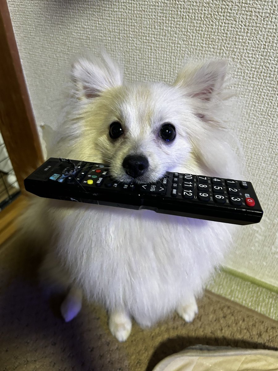 chamocolab22's tweet image. 今日のワンコと魚😊
ラヴはリモコン大好きで離しません🤣🤣
 #ポメラニアン #ポメプー #海水魚 #犬の居る暮らし