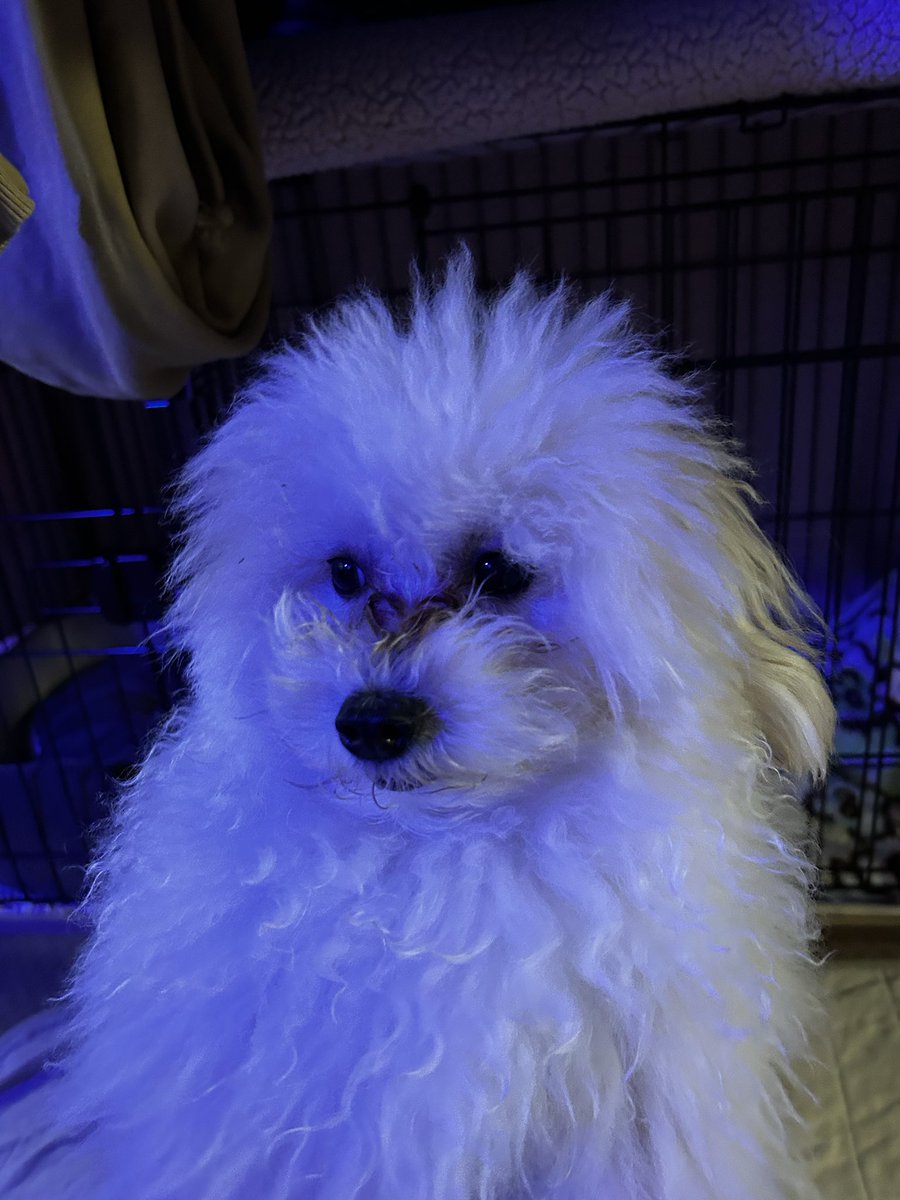 chamocolab22's tweet image. 今日のワンコと魚😊
ラヴはリモコン大好きで離しません🤣🤣
 #ポメラニアン #ポメプー #海水魚 #犬の居る暮らし