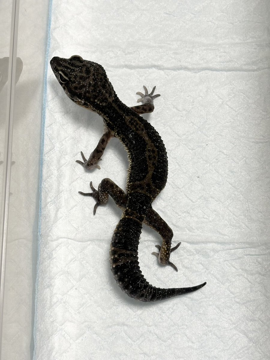 まっちゃん@T33 tweet media