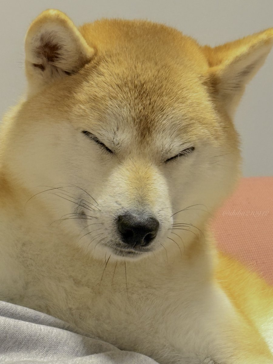 しば犬です。私の汗と涙が染み付いています。 しば犬です。私の汗と涙が染み付いています。 しば犬です。私の汗と涙