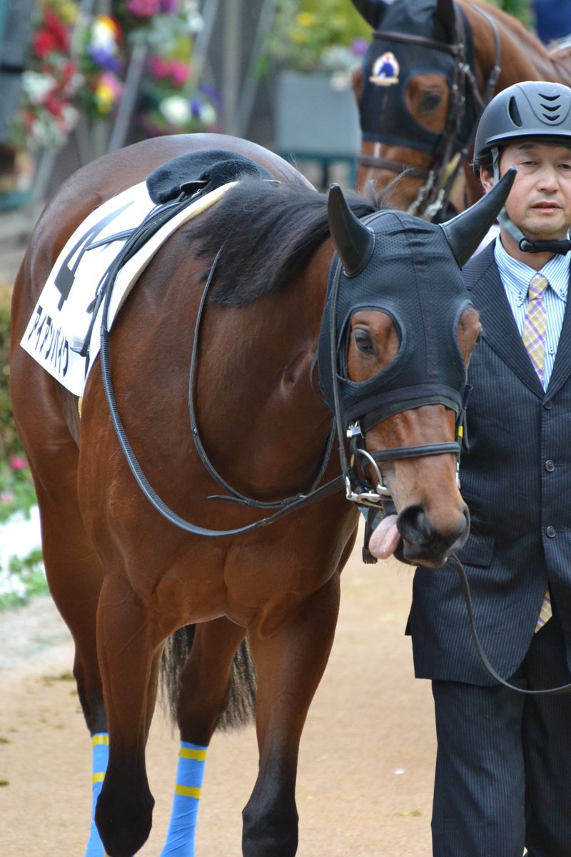 vrvrropu's tweet photo. #アイアンパイク
#中山競馬場 https://t.co/TtO2i4gkfd