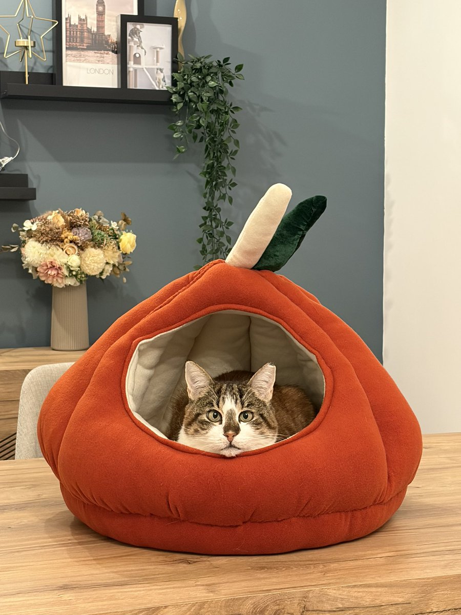 Çabuk annemin kedilerimize diktiği yatağa bakınn çabukk agahsjjssjjs