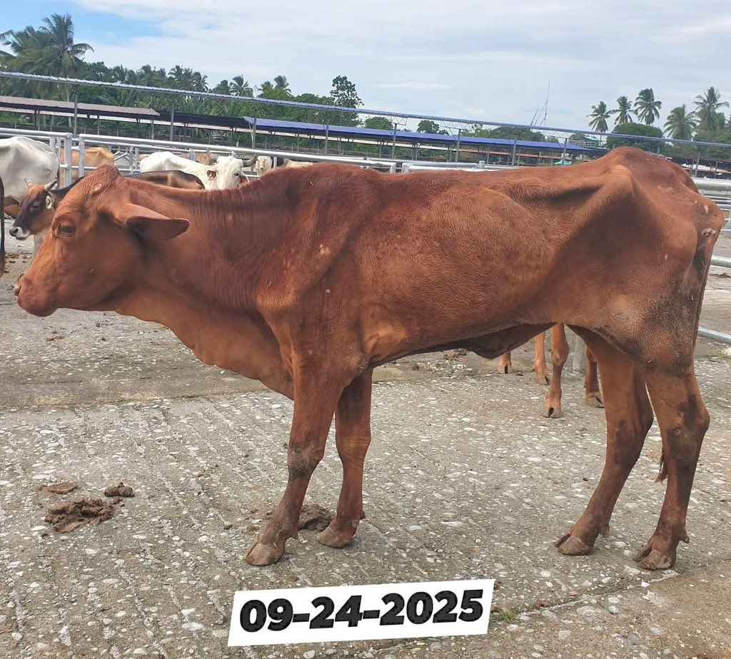 Ndi_Muvenda_'s tweet image. Before and After 🔥❤️