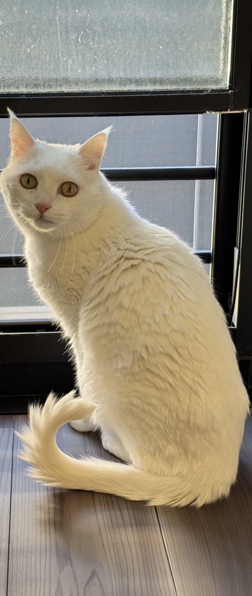 ハク様 (@hakusama0906) / Posts / X