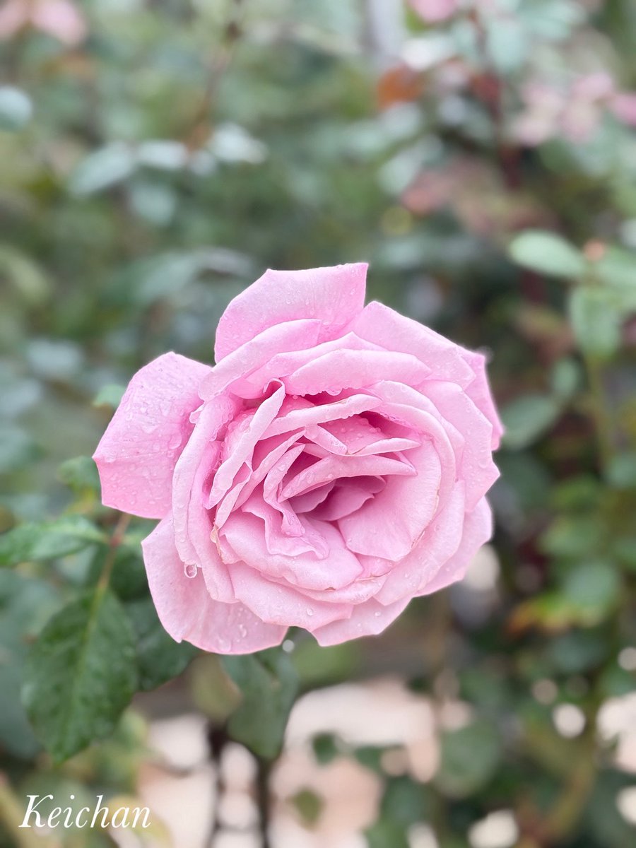 けいちゃんページ けいちゃん (@k1222_keichan) / Posts / X