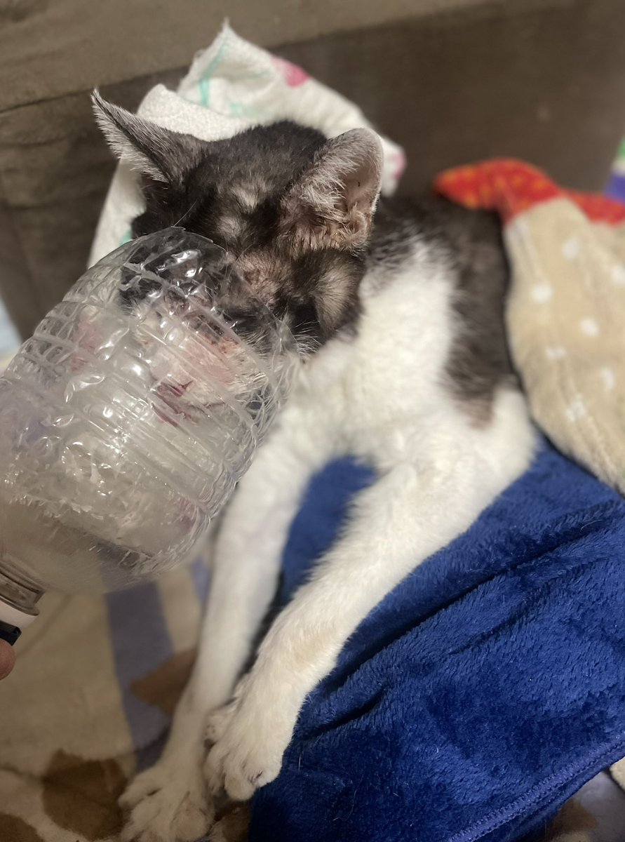 maru@wellcat (@maomaomaru) / Posts / X