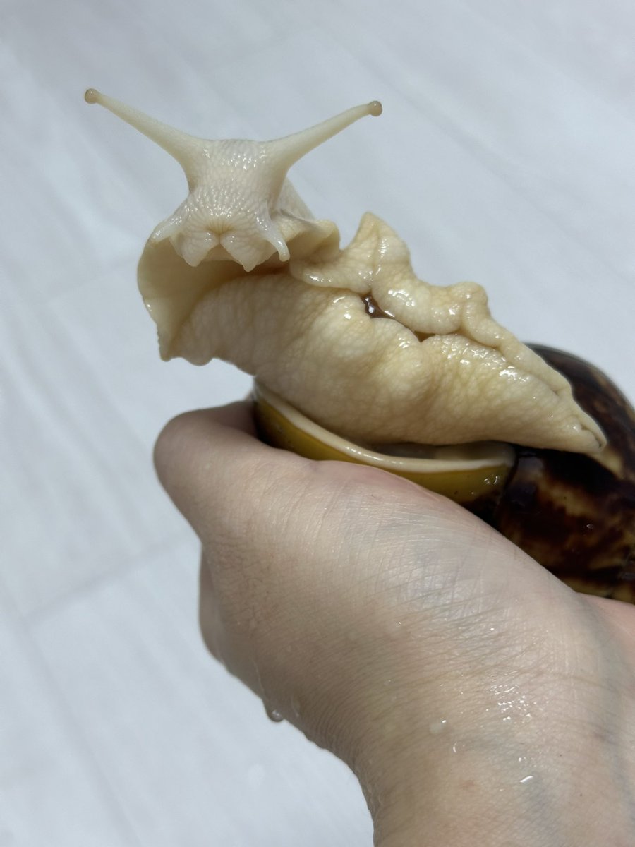 idontwantthink's tweet image. 목욕해서 개운한 뚱이씨