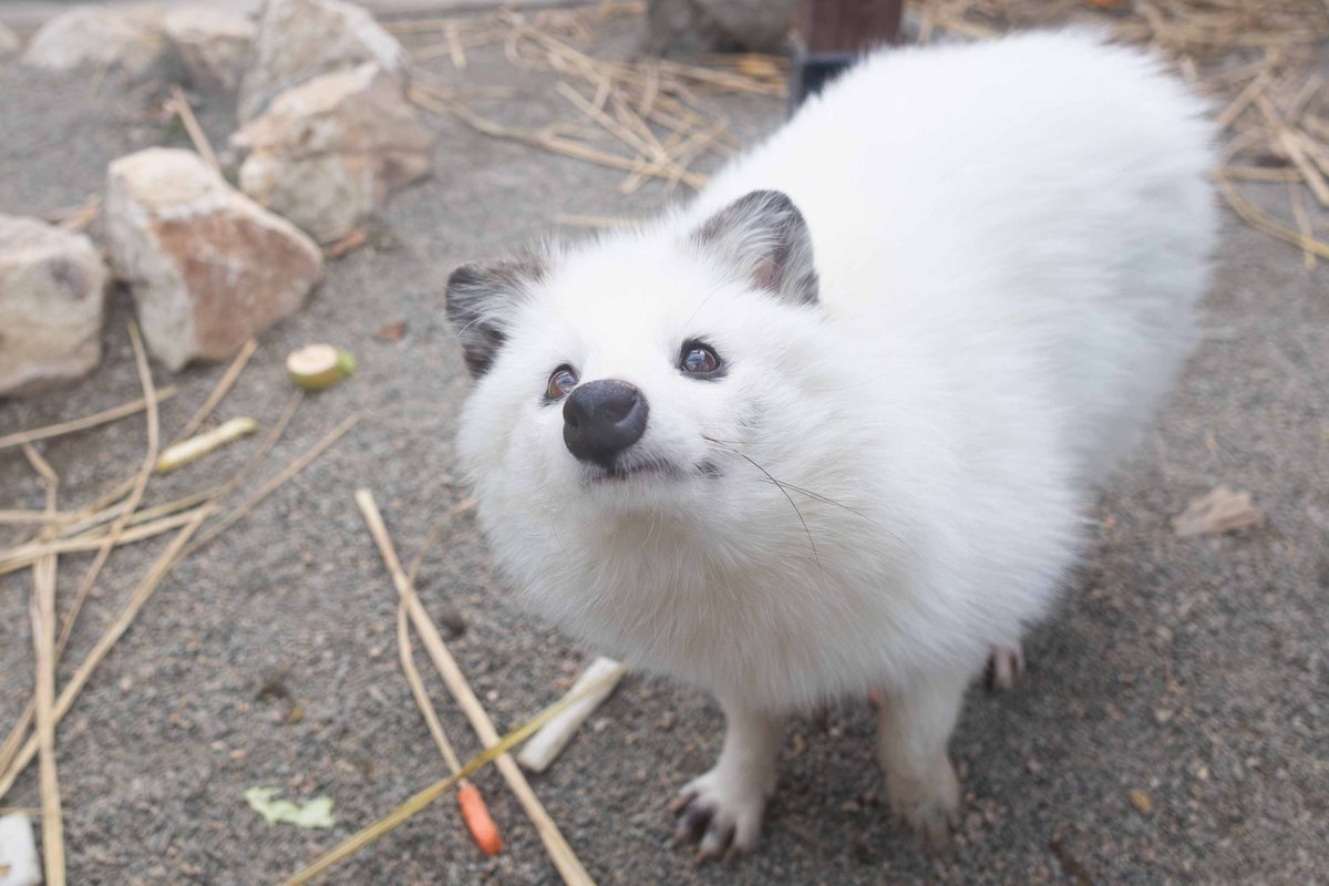 まめだいふくみ…