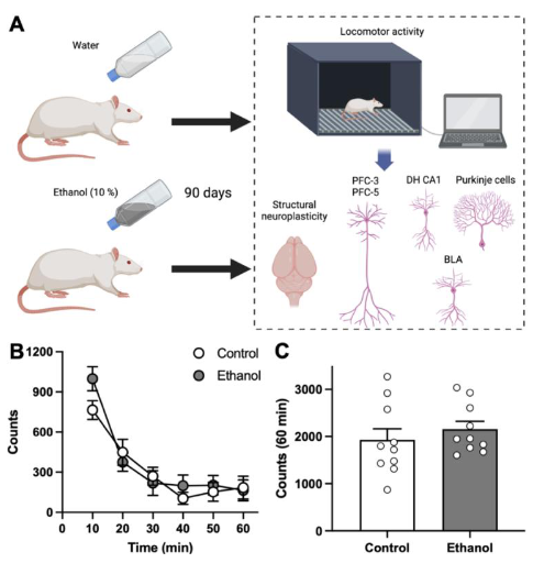 NeuroResNotes's tweet image. Chronic #alcohol exposure causes region-specific #brain damage: long-term #ethanol intake induces dendritic #atrophy in corticolimbic #neurons and structural degeneration in cerebellar #Purkinje cells, even without #behavioral changes. neuroscirn.org/ojs/index.php/…