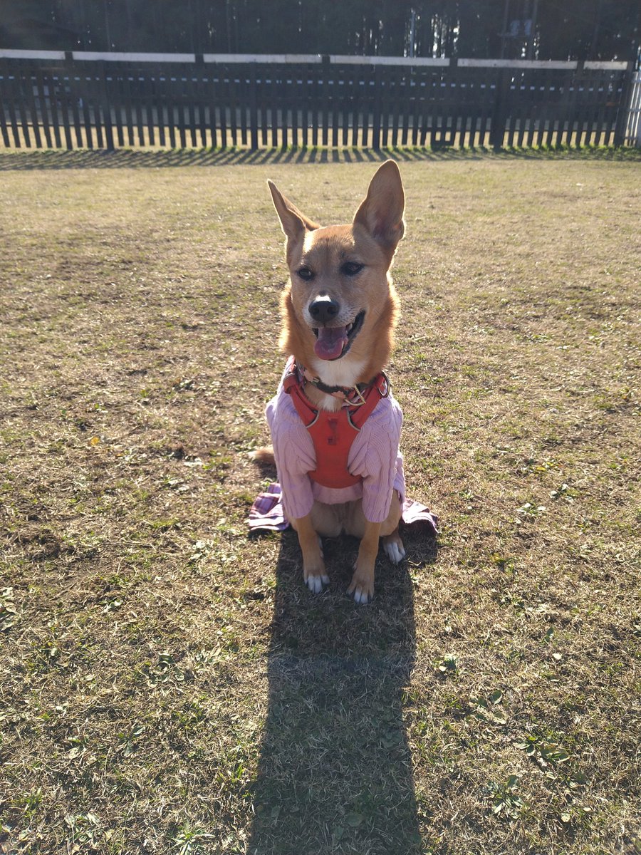 kirariny1's tweet photo. 今日。いっぱい遊んできたヨ！ https://t.co/S6dhcqwe3K