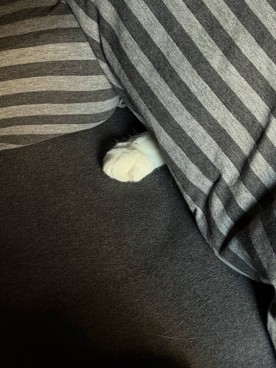 willsonlee's tweet image. 又偷偷上床了