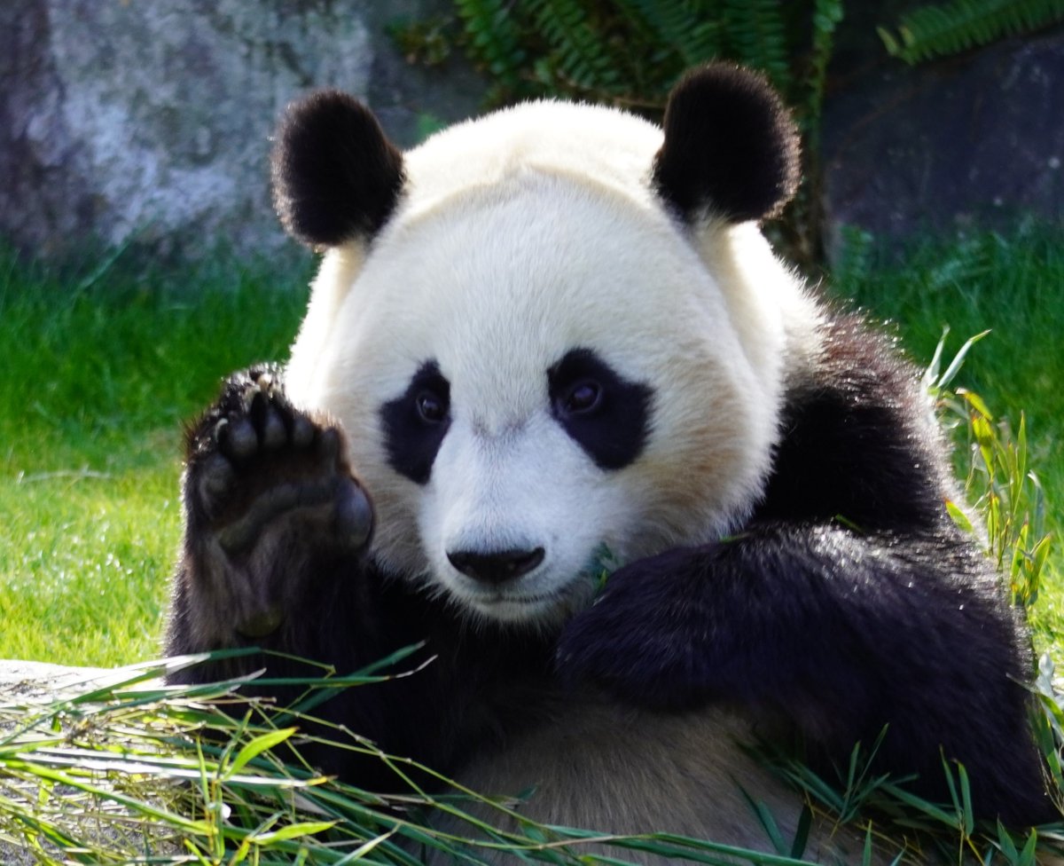 kana panda love (@kanapandalove1) / Posts / X