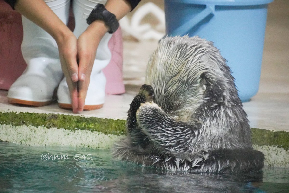 ラッコのキラちゃん