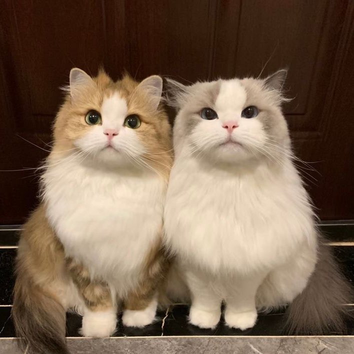 🐱🐱