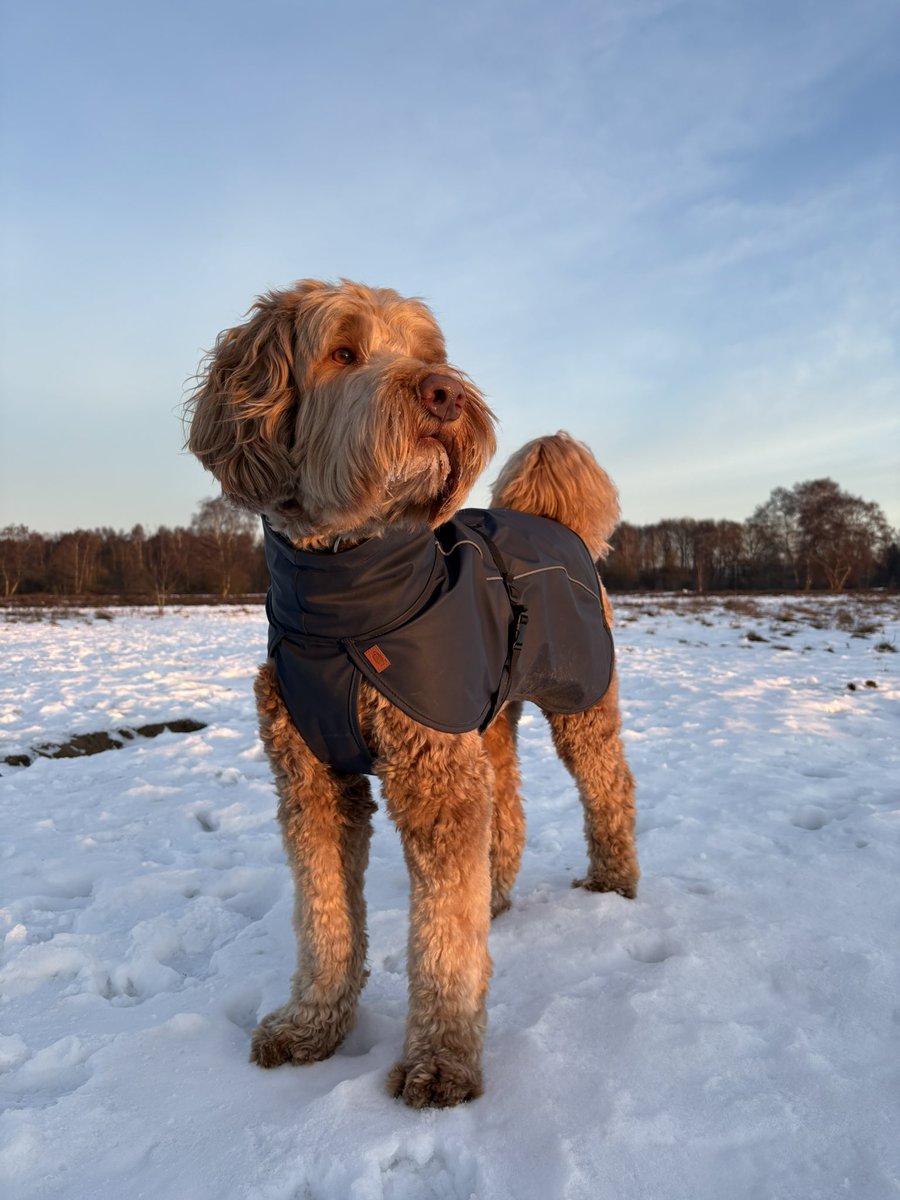 08.30 uur Zondagochtendrondje (-6 graden) #holger #GroevenbeekseHeide #Ermelo