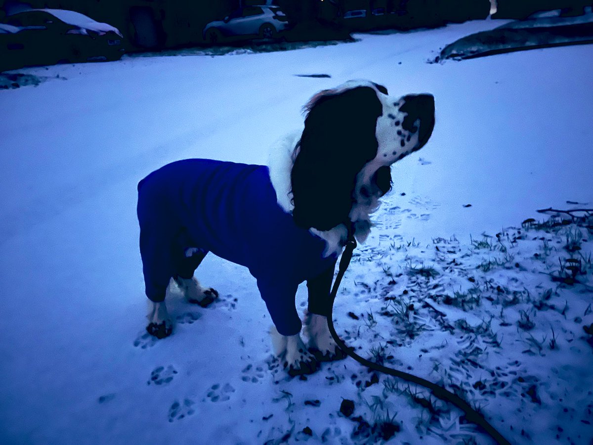 AdsDogCharlie's tweet image. Morning Pals Happy Sunday

Been for my bimble with D, with have SNOW but not a lot, cold wind out there

How are you? Sending love &amp;amp; strength to all those in need of it.