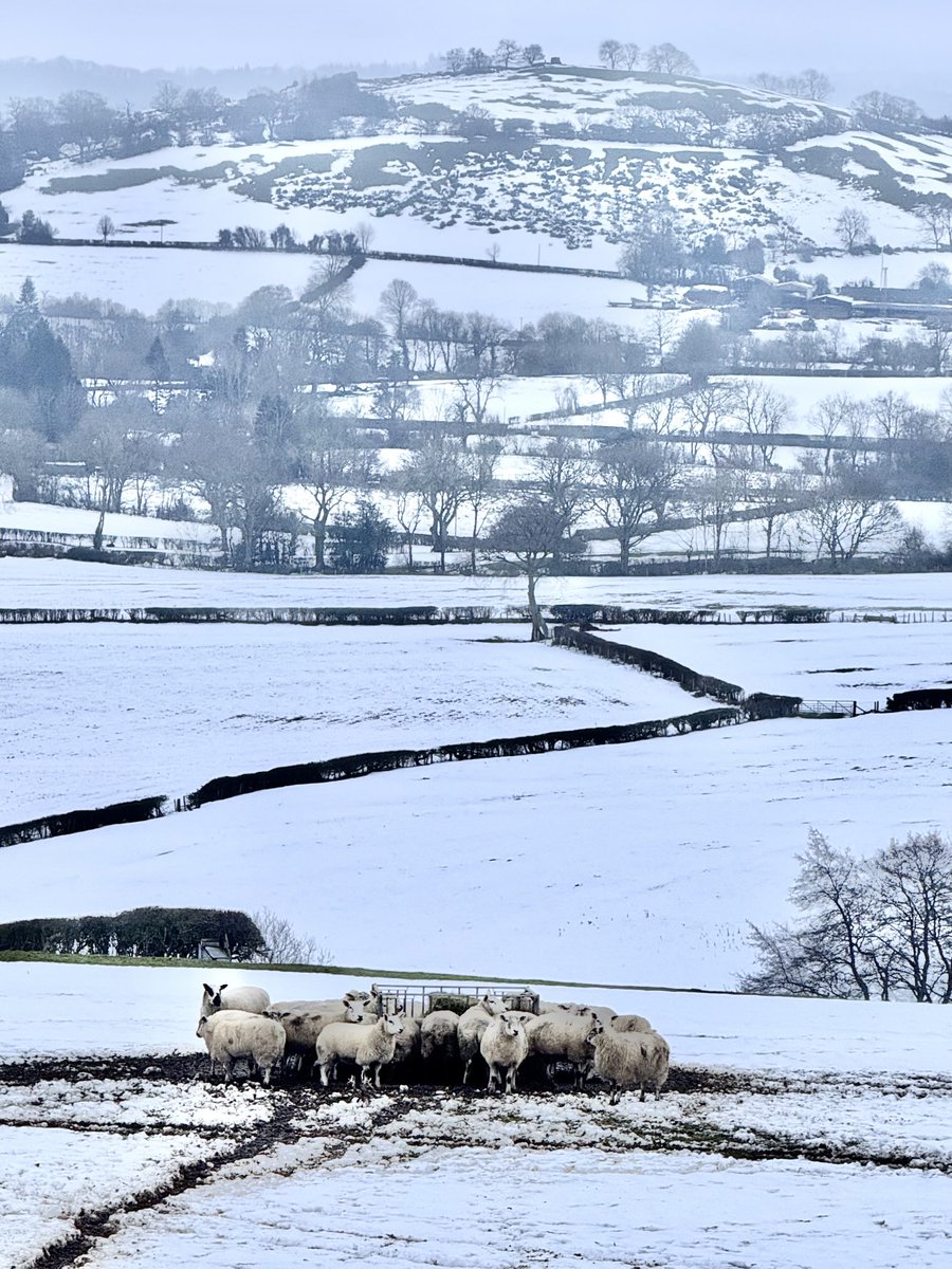 Walking the Shropshire hills and lanes this morning and it’s a cold windy start to Sunday and still plenty of snow! ❄️ #Shropshire #Weather