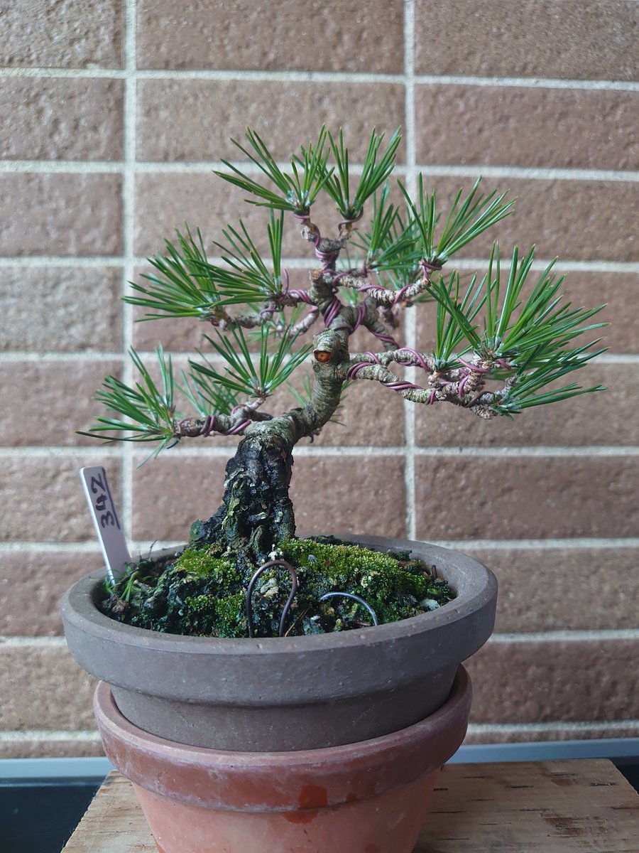 今年の雅風展はモノではなくコトで楽しみました。小品盆栽サロンで山崎