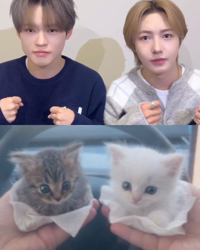 _mybabyrenjun's tweet image. ⎛⎝ ≽  &amp;gt;  ⩊   &amp;lt; ≼ ⎠⎞