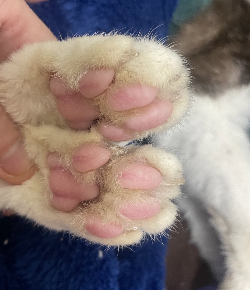 maru@wellcat (@maomaomaru) / Posts / X