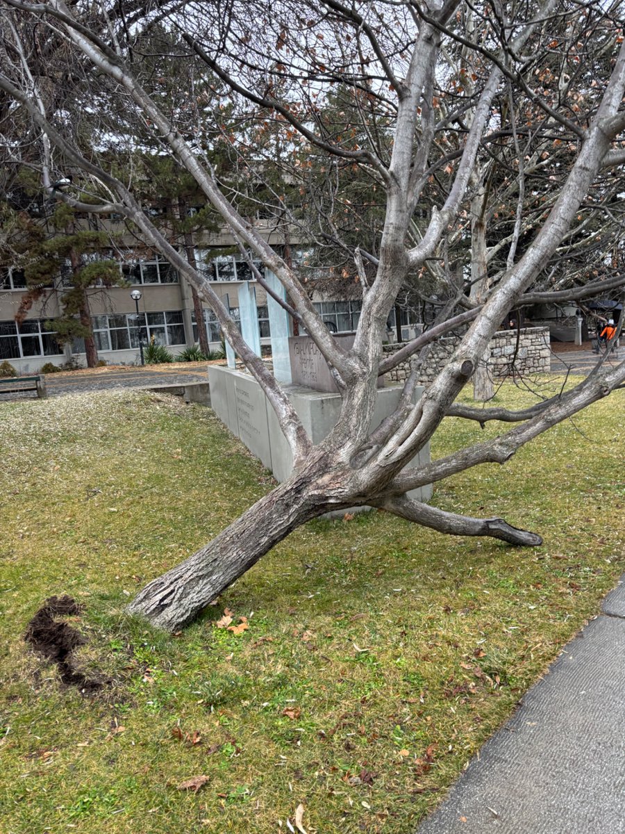 Kampüste kafama ağaç düştü şansa yaşıyoruz