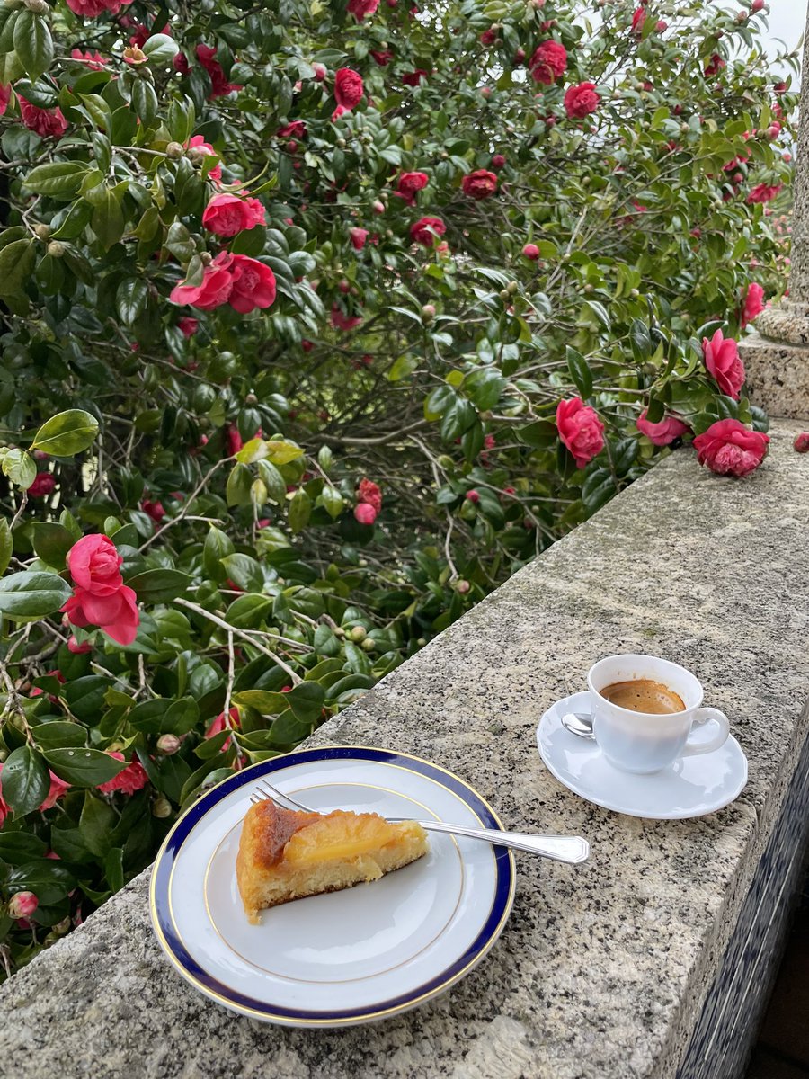 MiguelC40130919's tweet photo. De volta à terrinha em dia de chuva sobre camélias e sempre com os mimalhos por companhia ☕️🐶🐕
Bom dia de Domingo a todos.
#sundaycake https://t.co/EWfxJMS2Vt