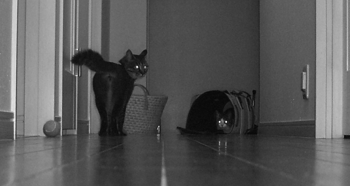 いま流行りの X縦並び画像をやってみた ➡️ ここをタップ ⬅️ トムと