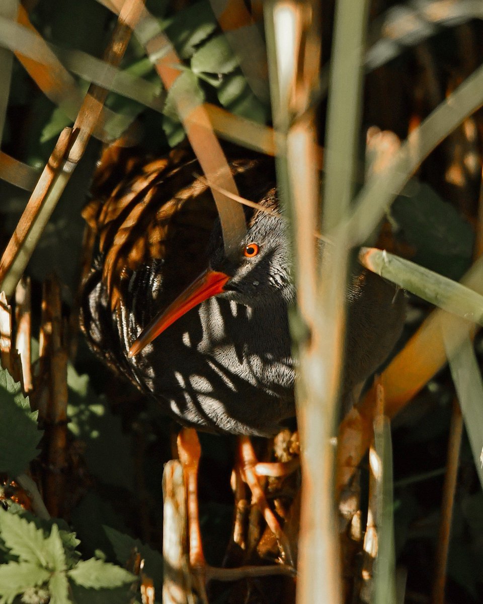 BBO Wildlife Trust tweet media