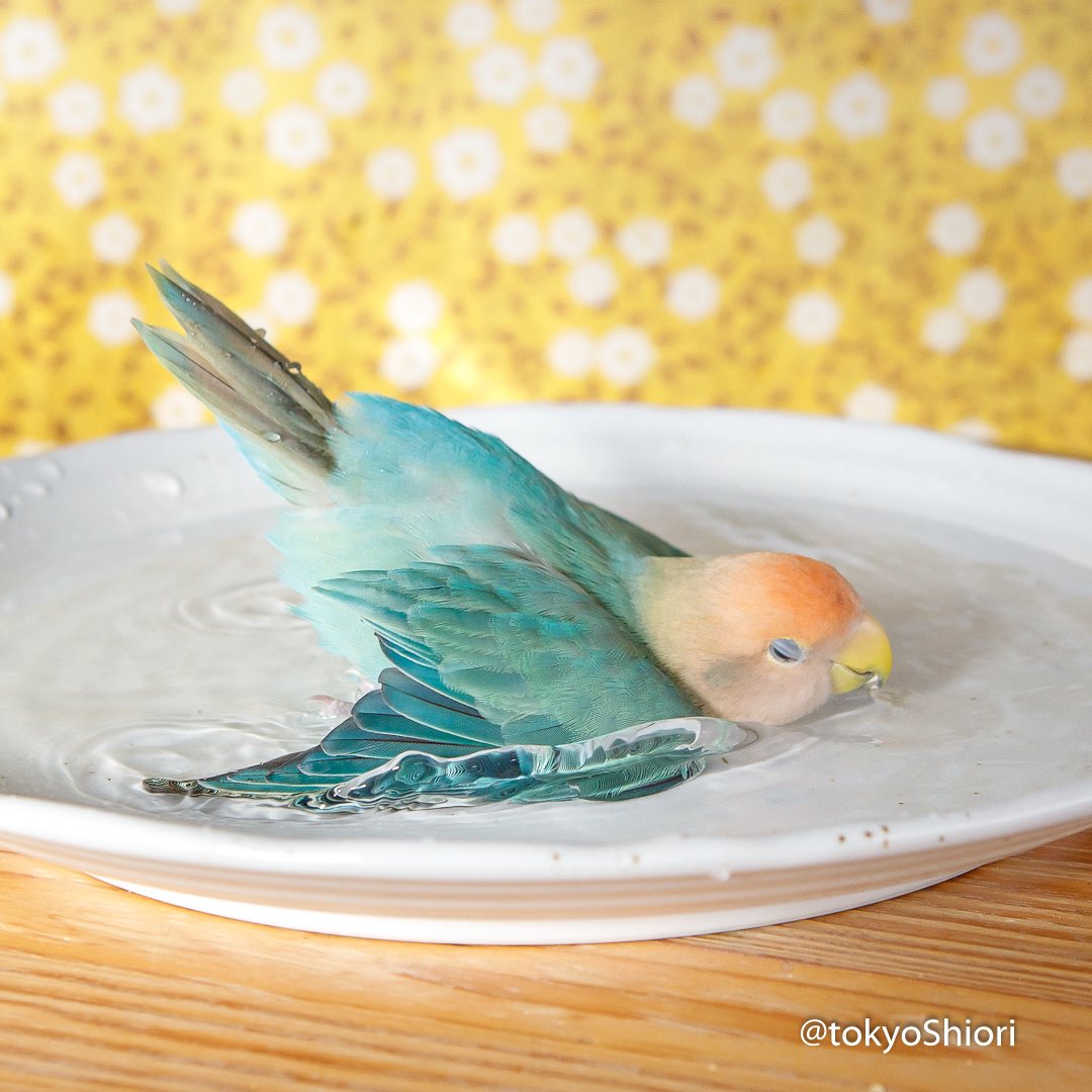 スーイと泳ぐしおり。