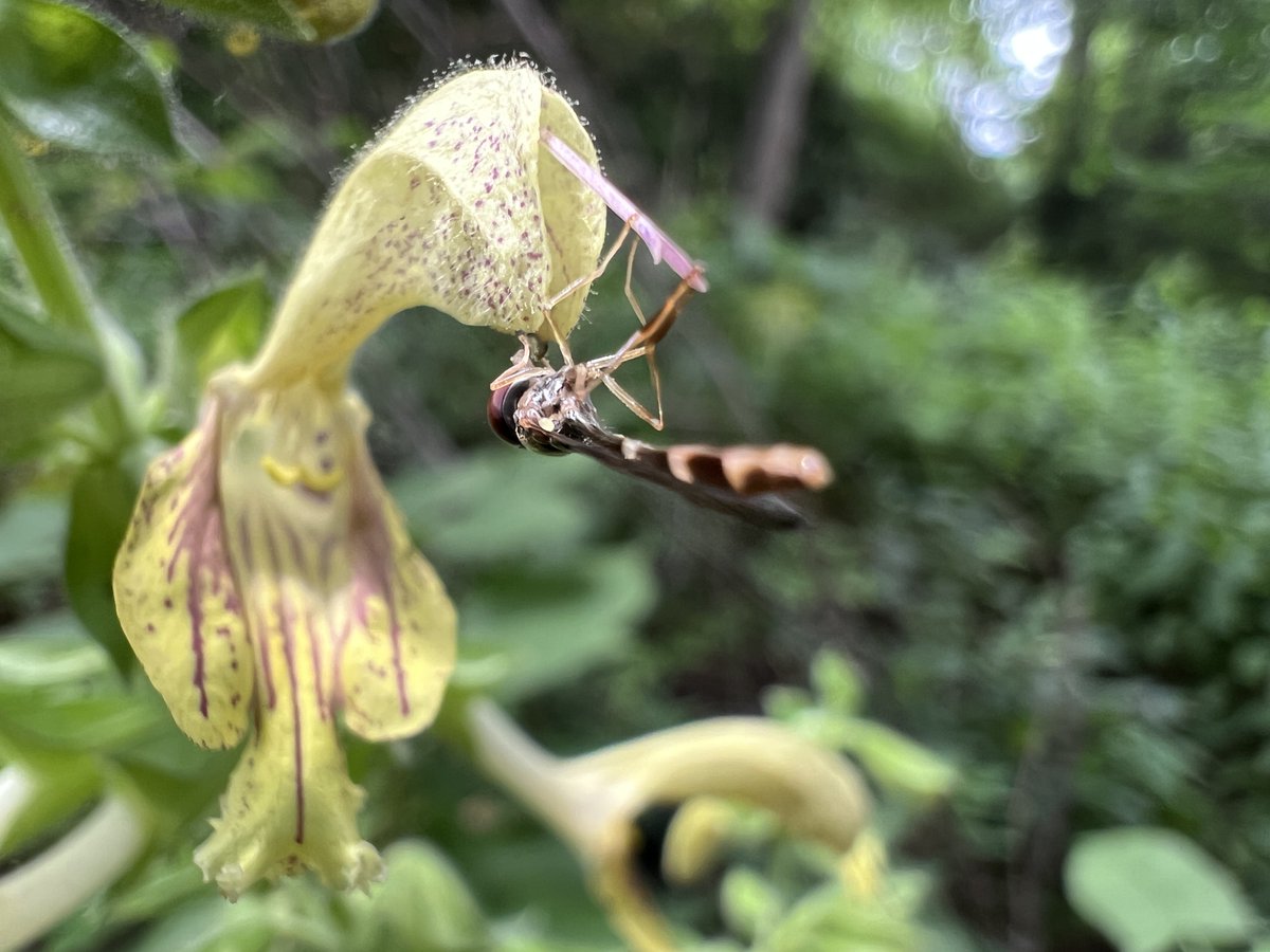 Her bir çiçeğin var bir böceği #coevolution #pollinators