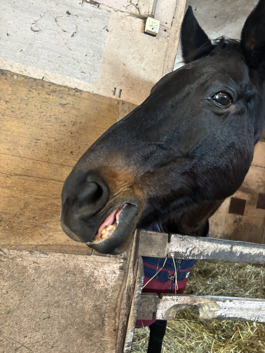閲覧注意】2kg超の “豚の頭” で角煮を作ってみたら友ができた / あるいは「命を食べる」ということ | ロケットニュース24, image size:900x1200