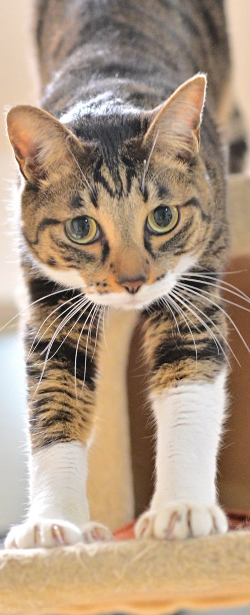 にんじゃ tweet media