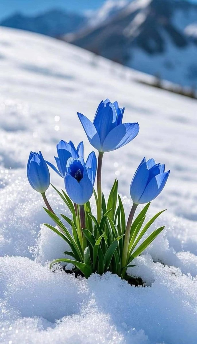 Ata Pasha tweet media