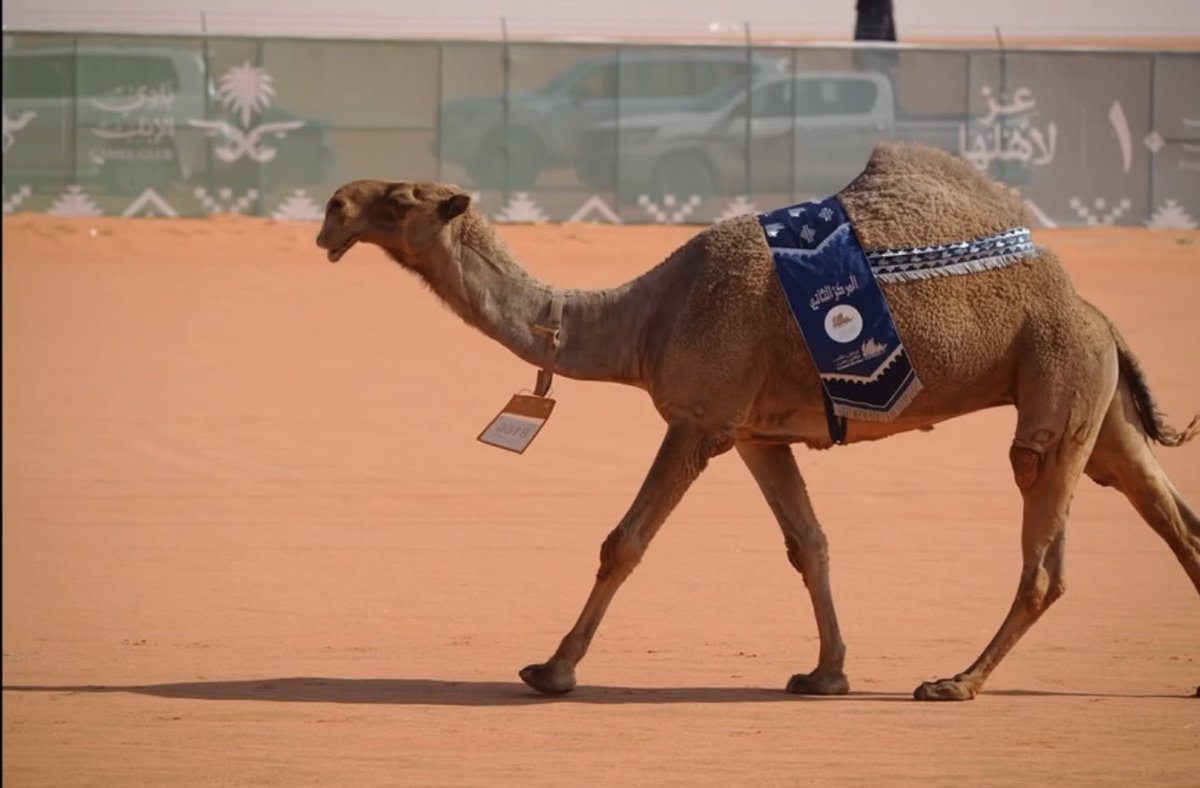 علـــوم الصيـاهـد 🐪 tweet media