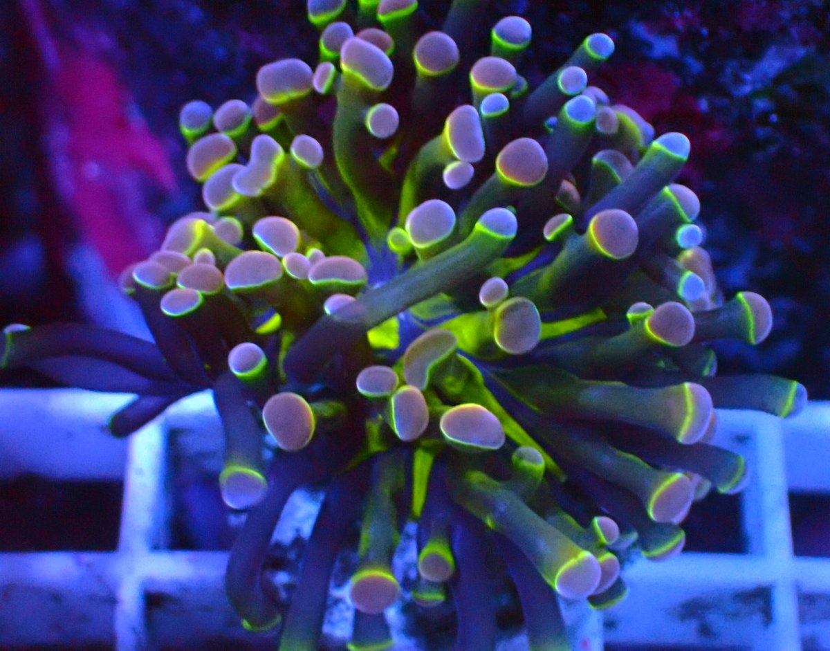 HaleBoppCoralsかいぞく (@HaleBoppCorals) / Posts / X