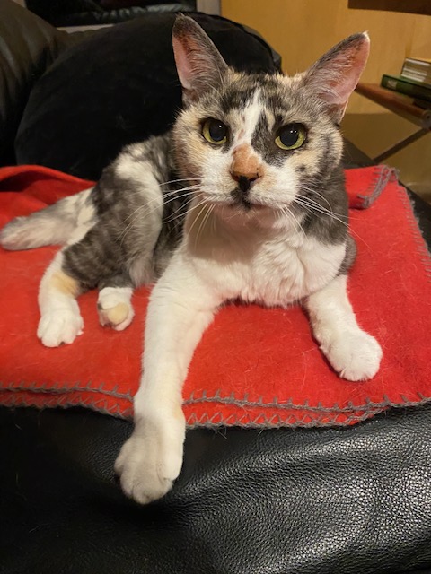 にゃん太商品です ニャンタクラブ ニャン太のゴーゴー 宙ぶらりん マルカン ▽a ペット