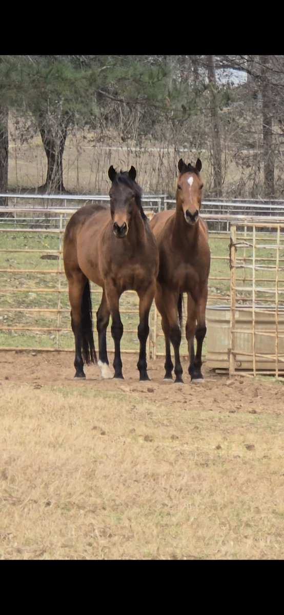 Remember Me tweet media