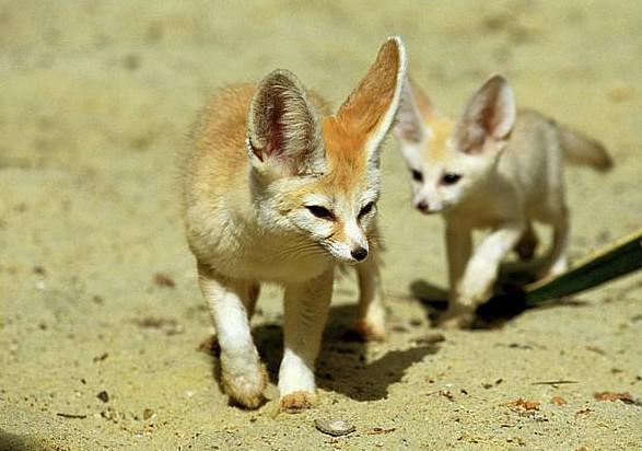 Fennec Every Hour! (@fenneceveryhr) on Twitter photo 