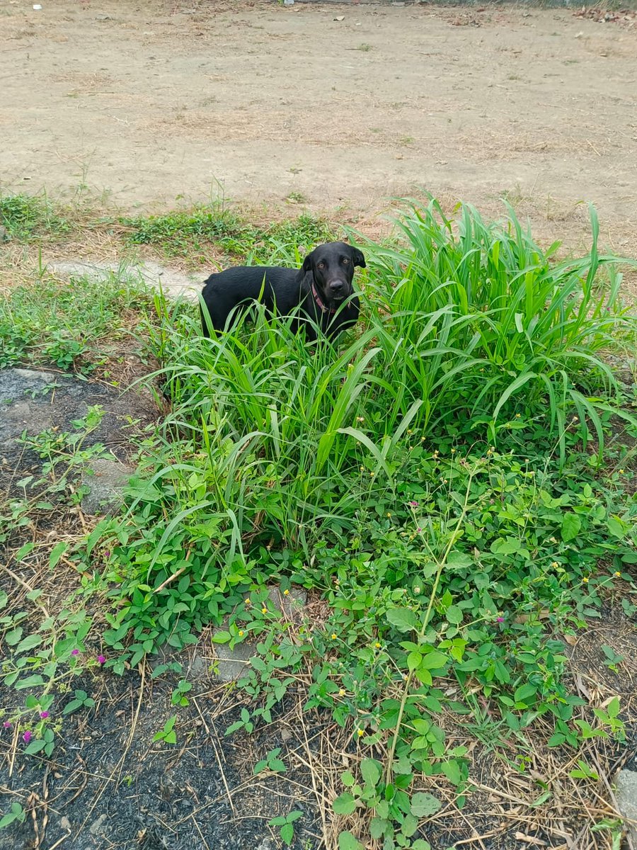 AlertaMePerdi's tweet image. #PERDIDO #GUAYAQUIL
Nombre: #Catalina
Fecha: 2026-01-06
Sector:Norte,Ciudadela Santa Clara antes de llegar a la ladrillera 
Sexo: Hembra
Raza:Mestizo 
Observación:Negra,sin rabo,muy dulce,le encantan los niños
Contacto: O968533253
¡Ayúdalo a volver con su familia!
#AlertaMePerdí