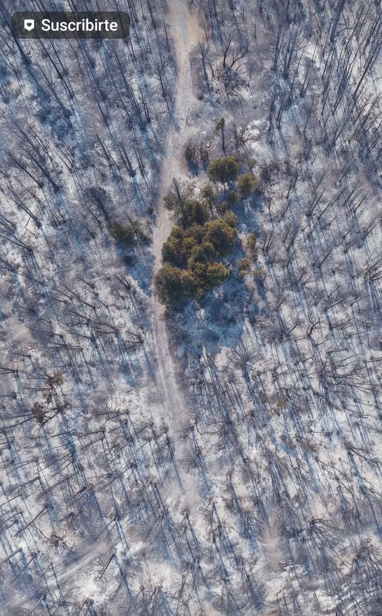 Lo que va quedando... La peor tragedia forestal de los últimos 20 años. 

📸 Maxi Jonas