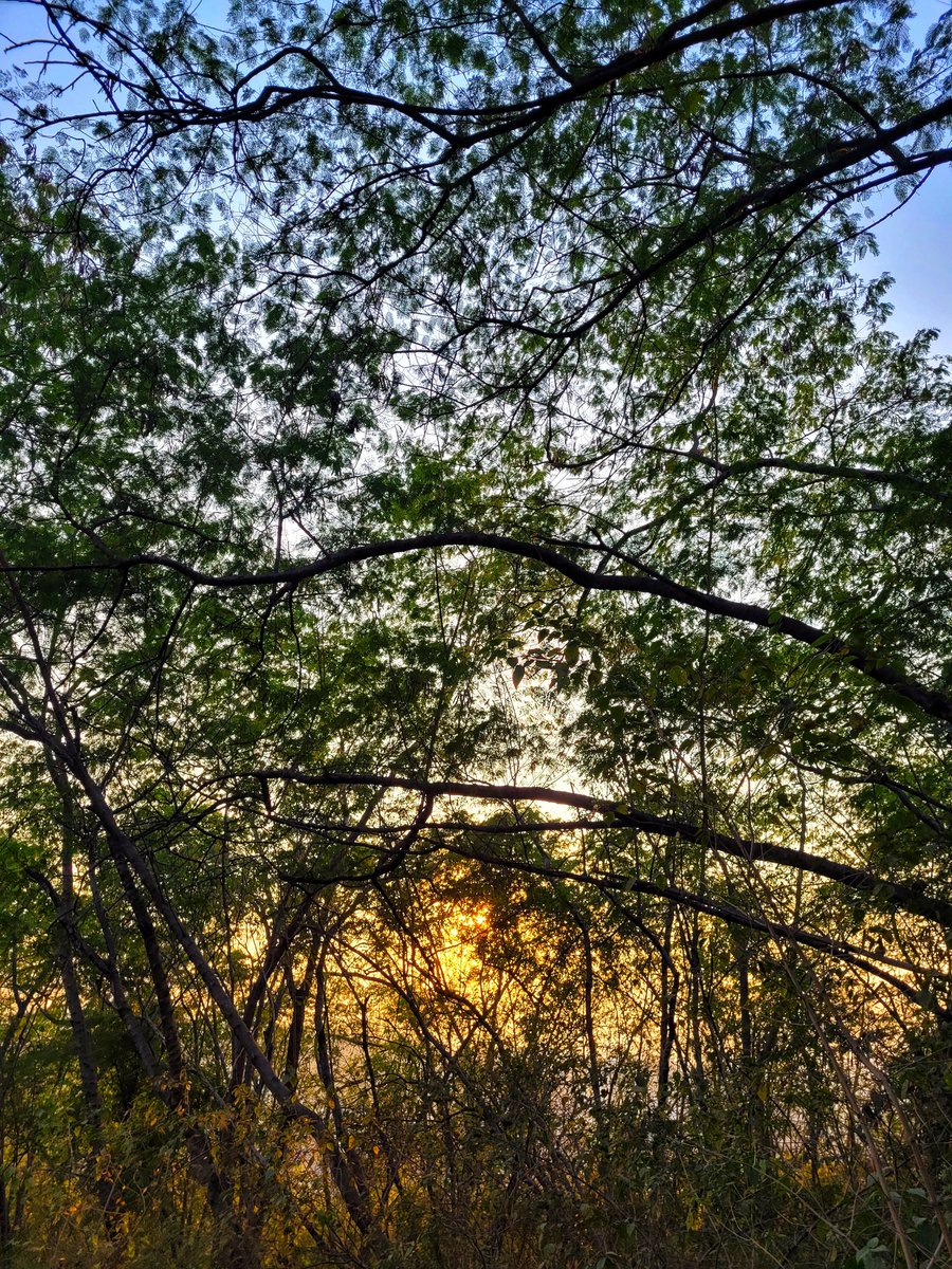 NischolRaval's tweet photo. #taljai tekdi today evening.
#nature
#mindbodymedicine
#Shinrinyoku (forest bathing) https://t.co/ONnqEZOW5k
