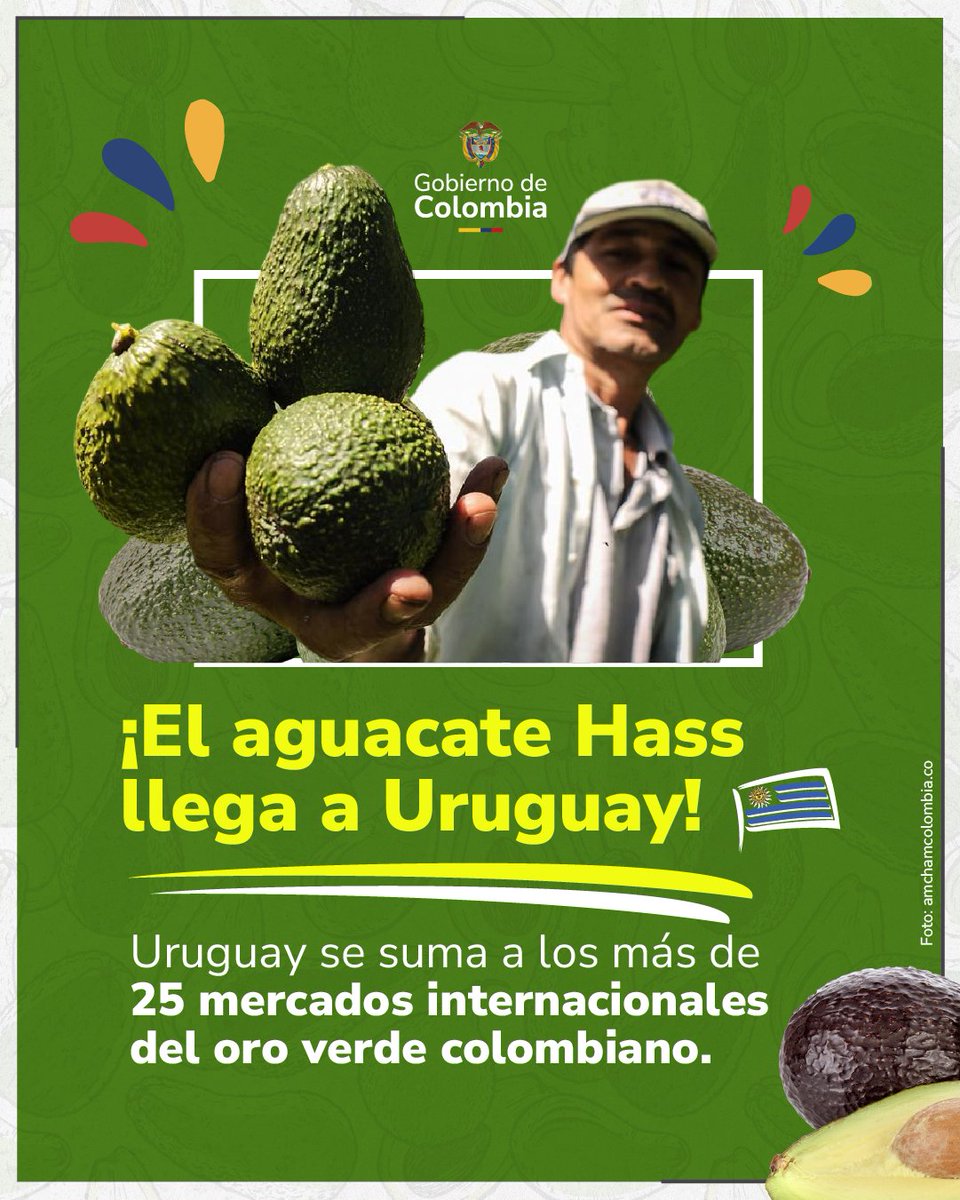 🇨🇴🥑🇺🇾Uruguay autorizó el ingreso del aguacate Hass fresco de Colombia, tras comprobar la calidad del producto. Un logro posible gracias a la realización de las mesas técnicas.

En 2025, las exportaciones de aguacate Hass crecieron un 46,6 %, consolidando al agro colombiano como