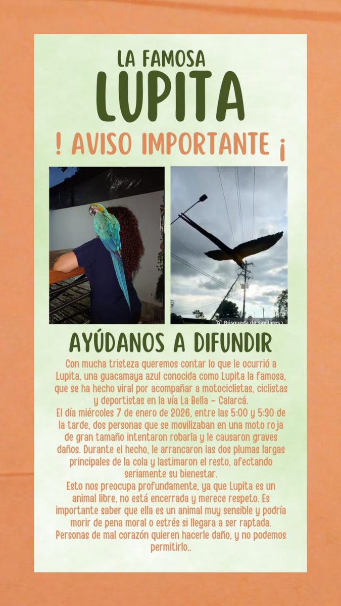 PlataformaALTO's tweet photo. @Osli2025 Nos dicen que se va a recuperar 🙏🙏, parece que no fue muy grave, pero seguramente le va a quedar el trauma sicológico.  Malditos esos 🤬 https://t.co/M4uv21eBnJ