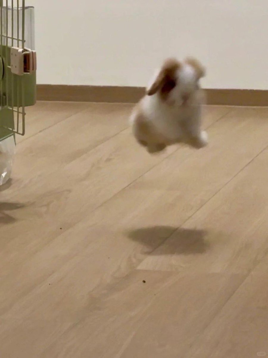 Bunny Stories! tweet media