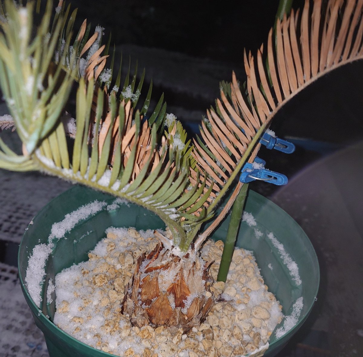 カリバナスは雪まみれ。
ラナタスは大丈夫でしょ感で今期はずっと外。