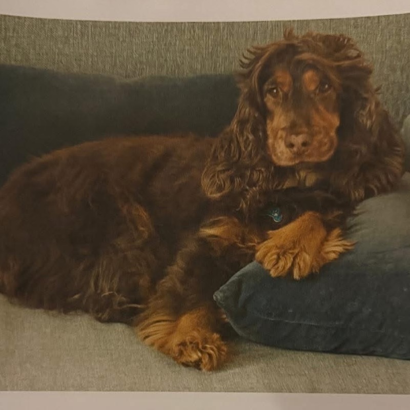 🟠 🐶 Chien perdu le 08/01/2026 à Noisy-Le-Roi (78590).
Race : Cocker Anglais / Âge : 8 an(s)
Nova / Femelle / Identifié(e) : Oui

☎️ 0685249643
📧  alexis.dedumast@gmail.com

#VigiPets #chienperdu #chientrouve #chien #perdu