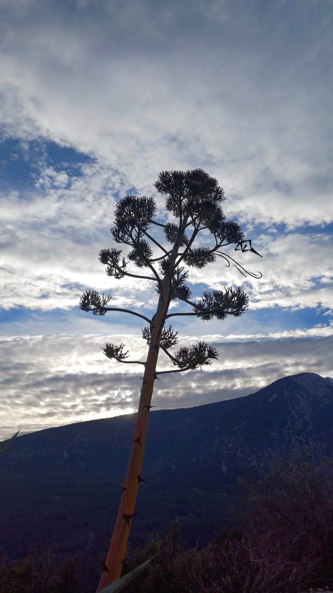 selineith's tweet image. 🌬🍃