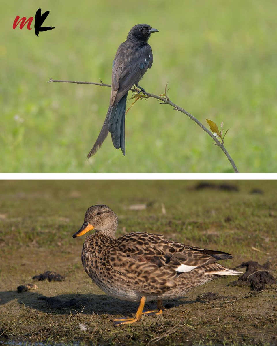 TT_My_Kolkata's tweet photo. Birds of a feather, vanishing together: How Bengal’s rapid land use is harming migratory, local birds.

🖋️@SriroopaD99

#MirgratoryBirds #LocalBirds #LandUse #Kolkata #MyKolkata

https://t.co/KaogLS7d5x https://t.co/VqlL17wWs6