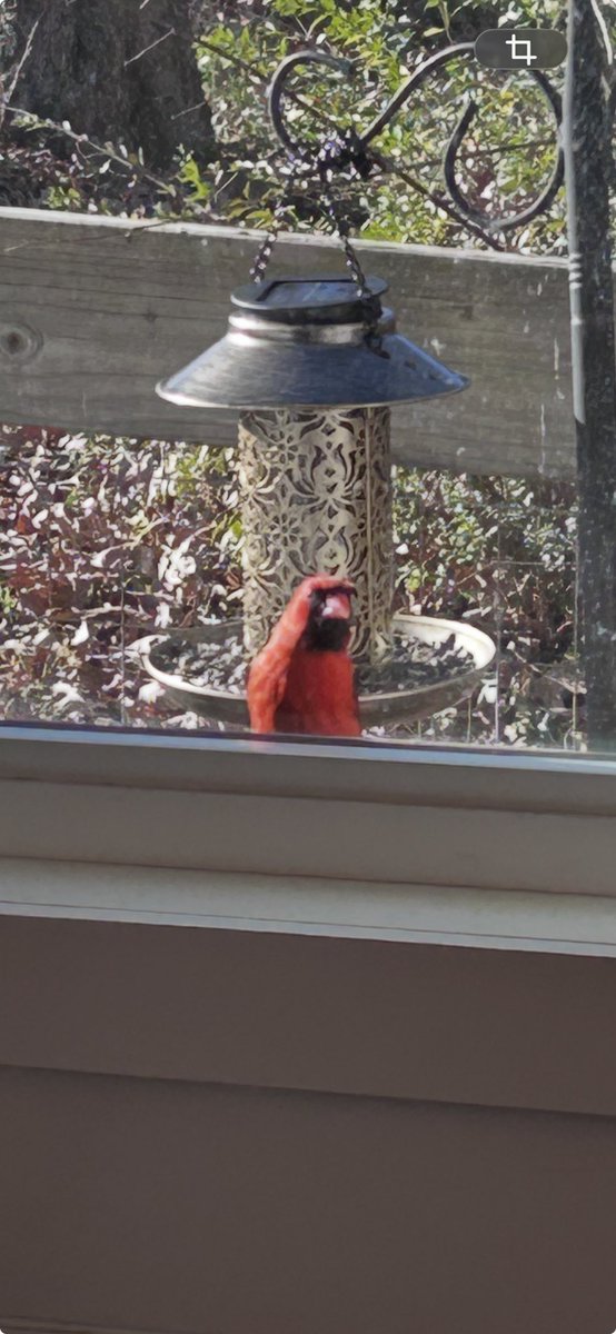Ok #REFArmy… our Cardinal friend just hanging out while I am on ⁦<a href="/SXMCollege/">College Sports on SiriusXM</a>⁩…. 

Much discussed, ever-present.   ⁦<a href="/KREFsports/">The REF</a>⁩