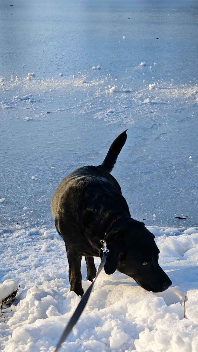 MsBlazic's tweet image. #šetnja 🐾🐾🖤#DogsOfX